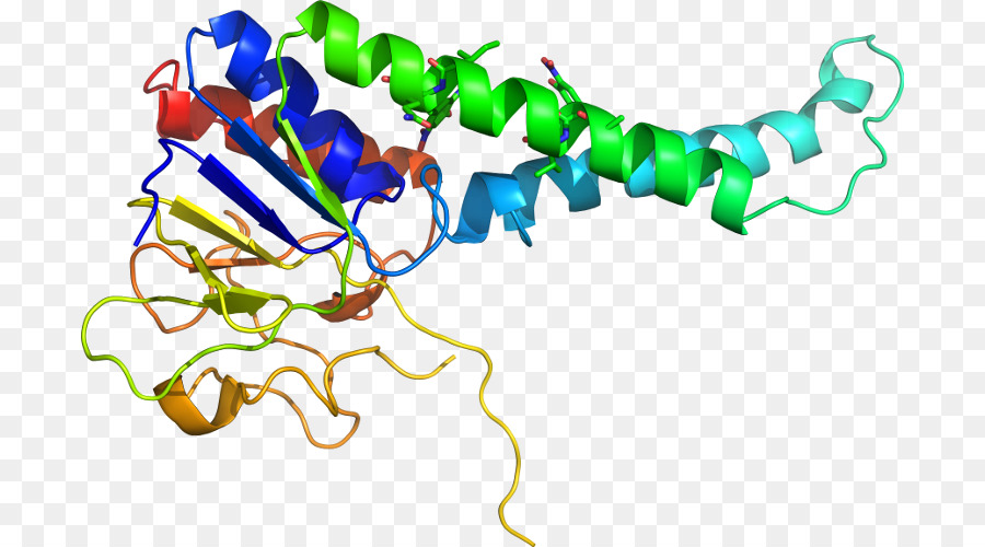 Estrutura Proteica，Biologia PNG