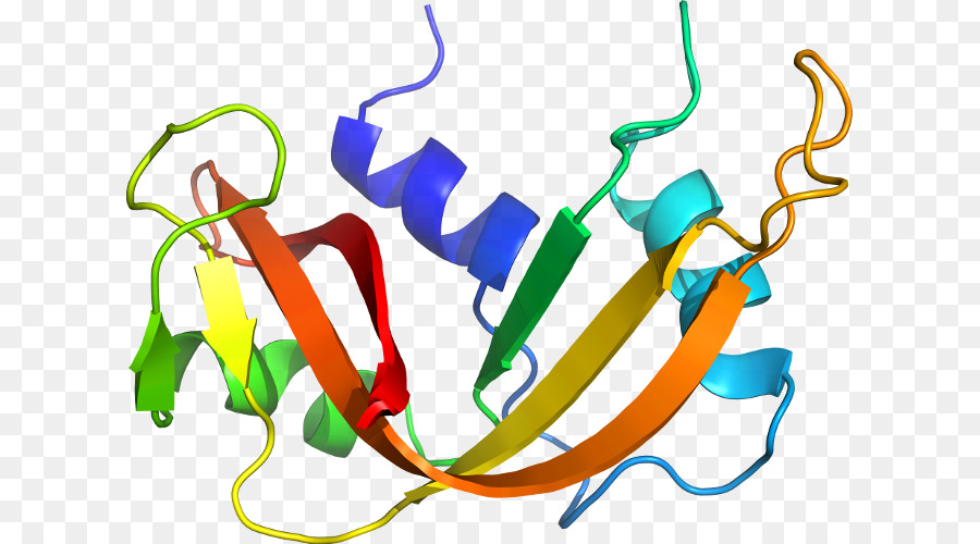 Estrutura Proteica，Biologia PNG