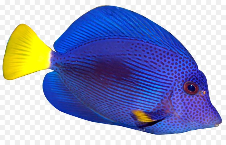 Angelfish，Peixes Tropicais PNG