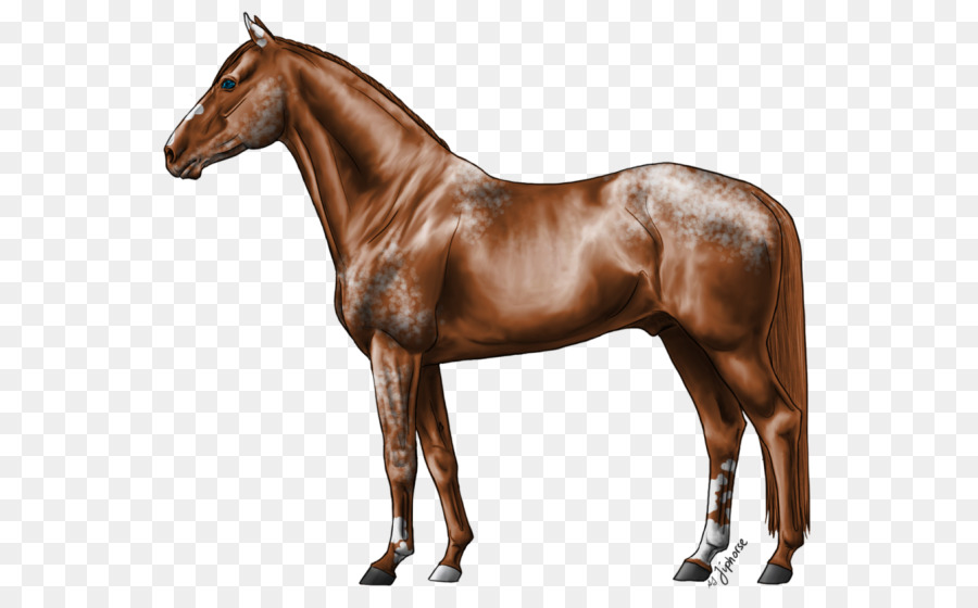 Garanhão，Hanoverian Cavalo PNG