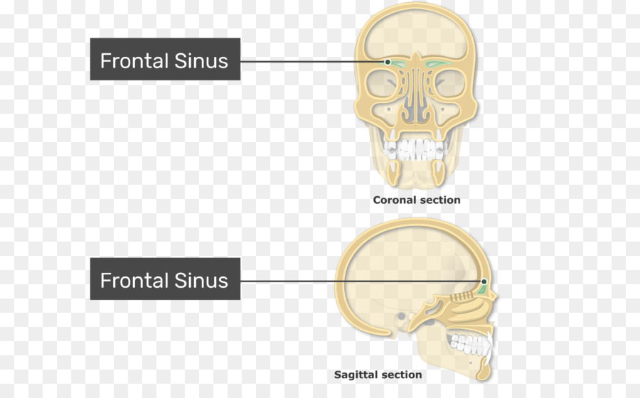 Seio Frontal，Anatomia PNG