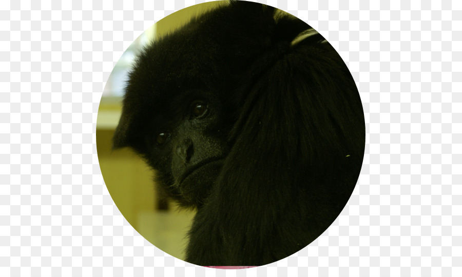Gorila，Cão PNG