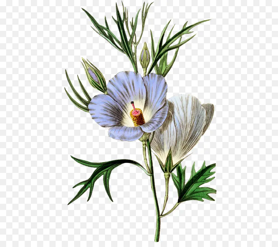 Flor Roxa，Botânico PNG