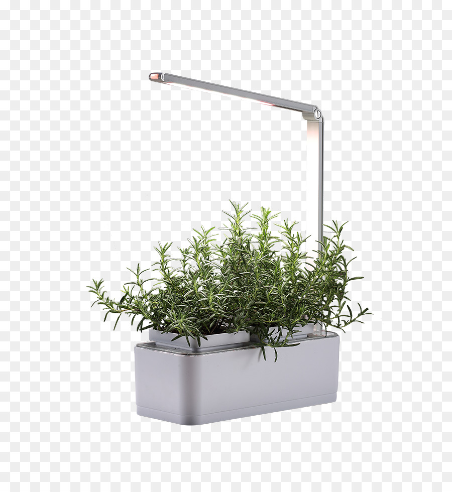 Erva，Flowerpot PNG