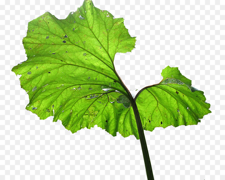 Folhas Verdes，Natureza PNG