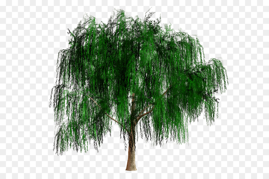 Evergreen，Arbusto PNG
