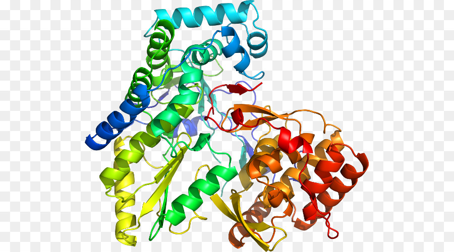 Proteína，Molécula PNG