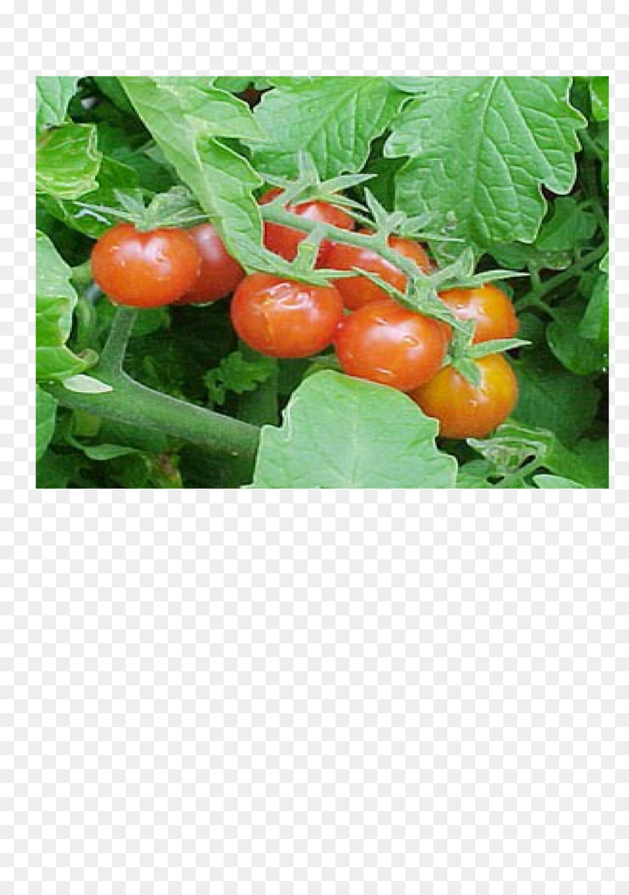 Tomate，Palawija PNG