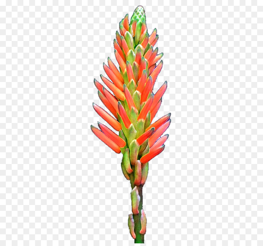 Flor，Planta De Haste PNG