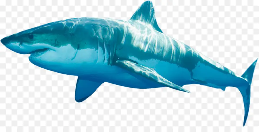Tubarão Tigre，Grande Tubarão Branco PNG