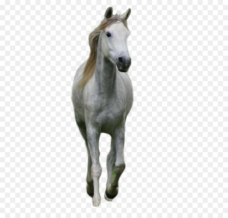 Cavalo，Marrom PNG