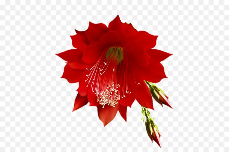 Flor，Vermelho PNG