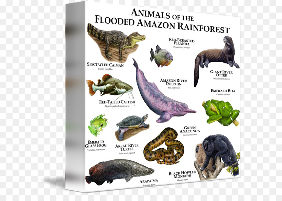 Animais Amazônicos，Animais PNG