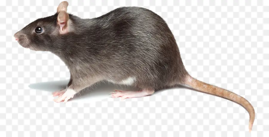 Marrom De Ratos，Mouse PNG