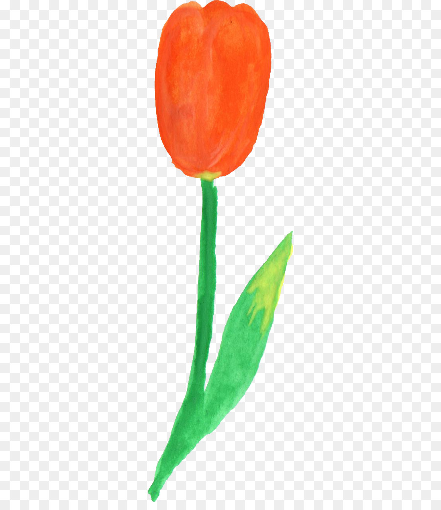 Tulip，Planta De Haste PNG