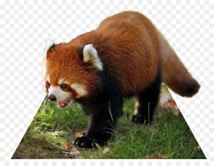 Panda Vermelho，Panda PNG