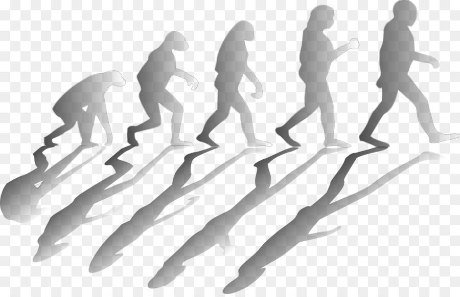 Evolução，Evolução Humana PNG