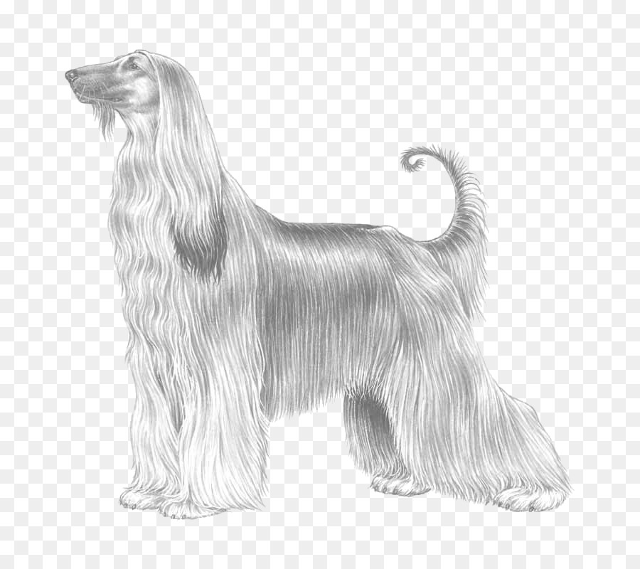 Afghan Hound，Deerhound Escocês PNG