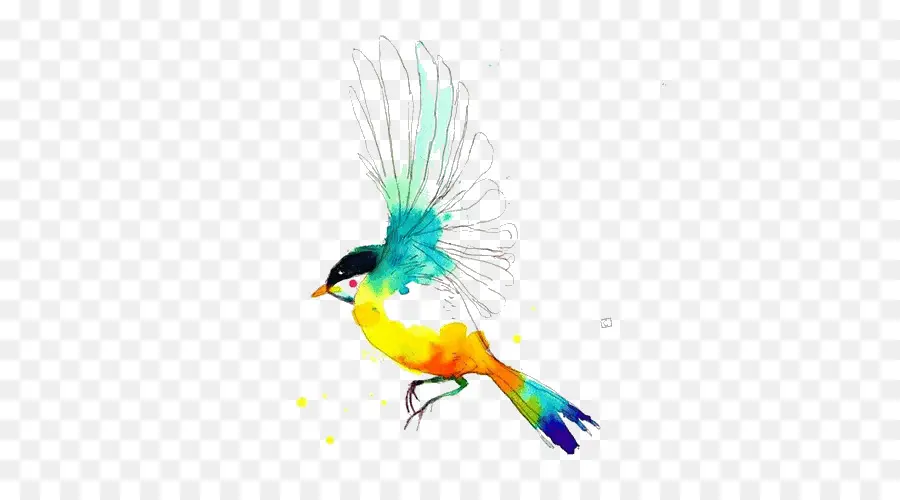 Aves，Desenho Aves PNG