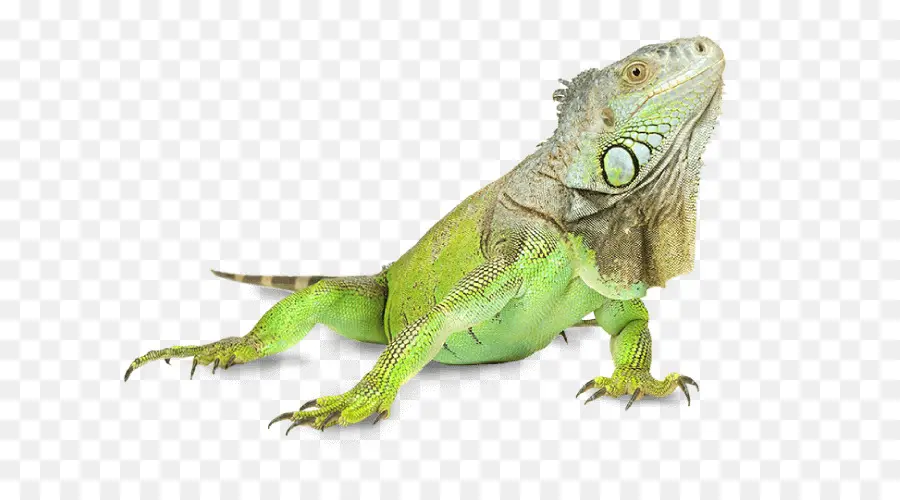 Iguana，Lagarto PNG