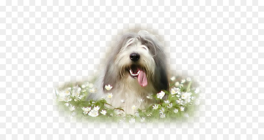 Bearded Collie，Old English Sheepdog PNG