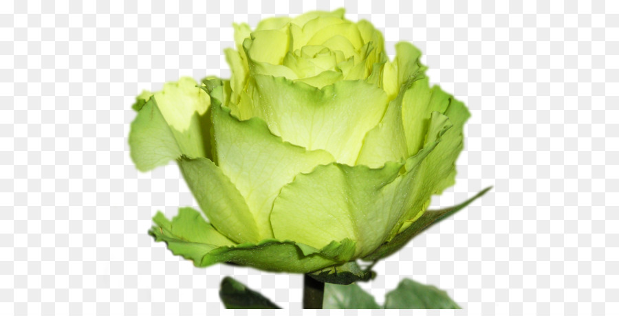 Las rosas de jardín, rosa, verde. PNG Clipart