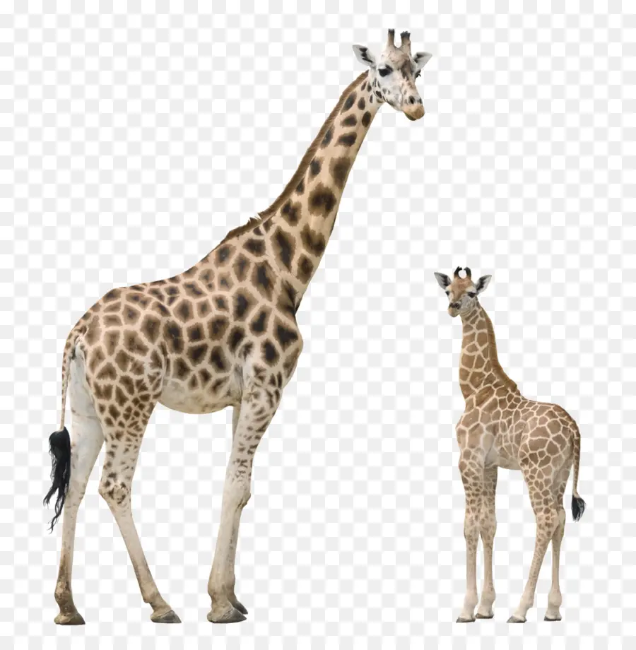 Girafa，Formatos De Arquivo De Imagem PNG