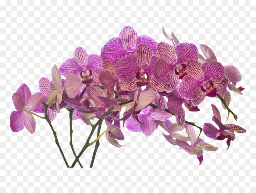 Flores De Orquídea，Orquídea PNG