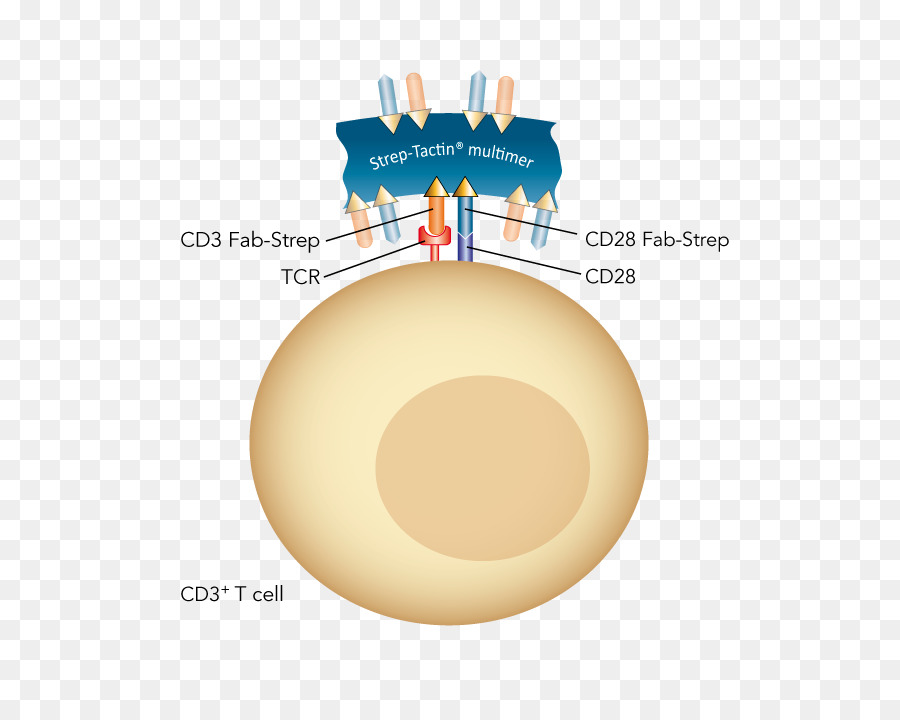 Cd28，Células T PNG