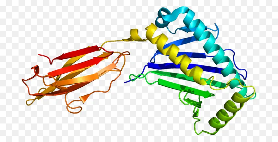 Estrutura Proteica，Biologia PNG