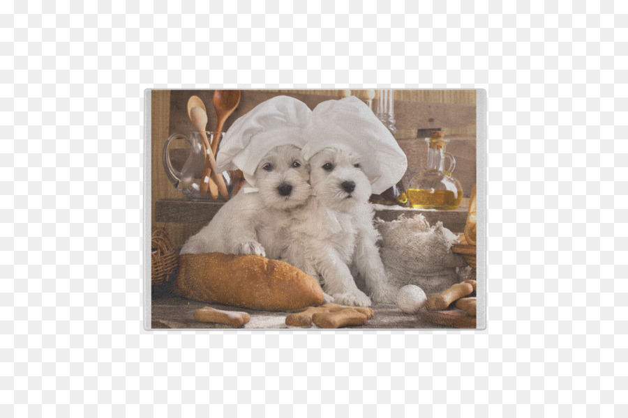 West Highland White Terrier，Filhote De Cachorro PNG