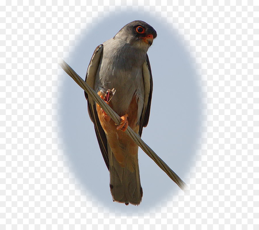 Redfooted Falcon，Falcão De Amur PNG