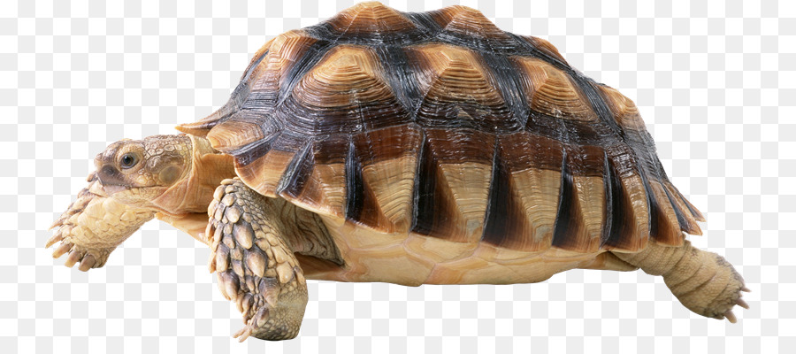 Turtle，ícones Do Computador PNG