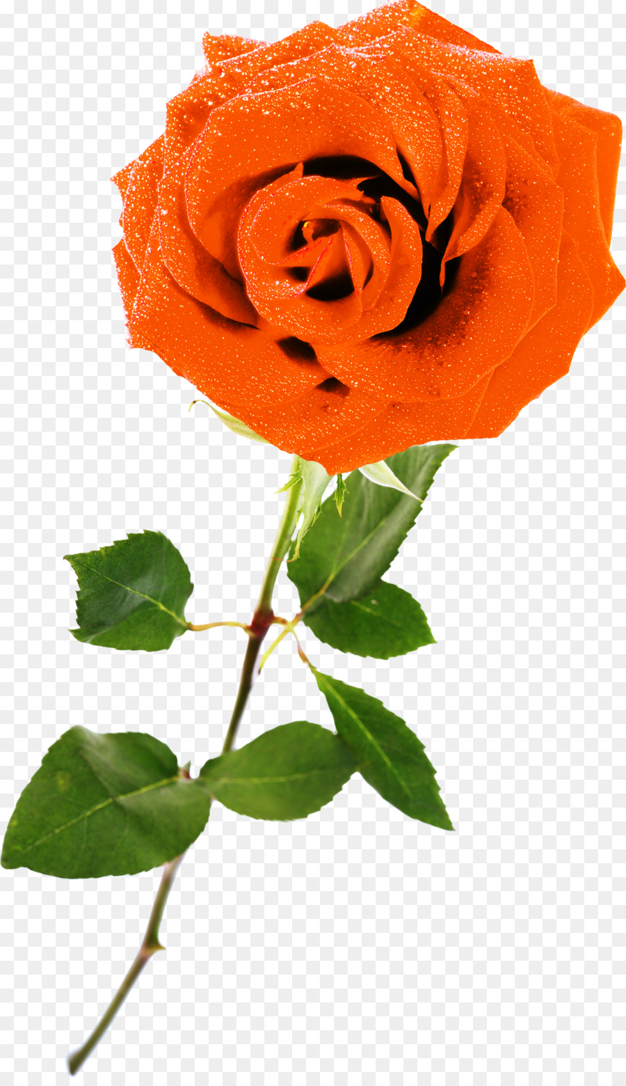 Rosa Pêssego，Florescer PNG