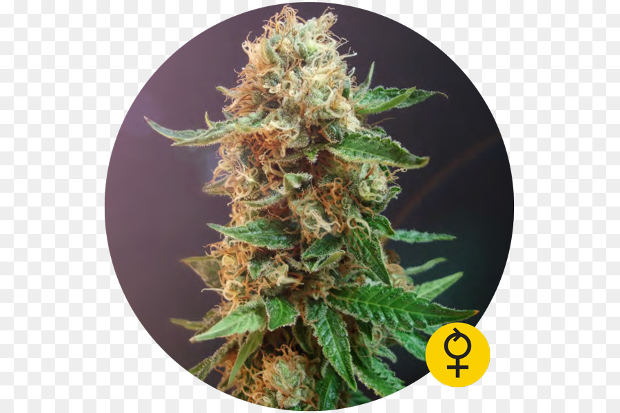 Cannabis，Autoflorescentes Cannabis PNG