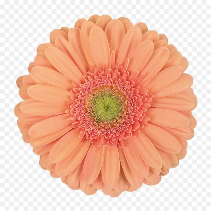 Flor，Florescer PNG