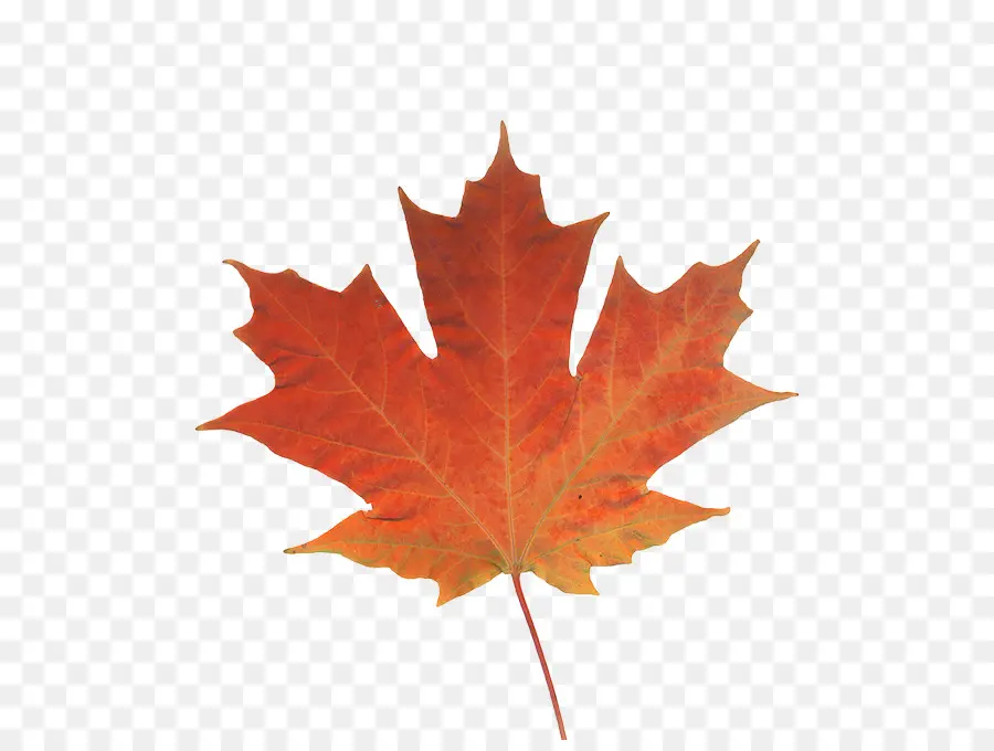 Maple Leaf，Outono Folhas De Cor PNG
