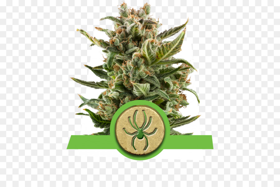 Autoflorescentes Cannabis，O Cânhamo PNG