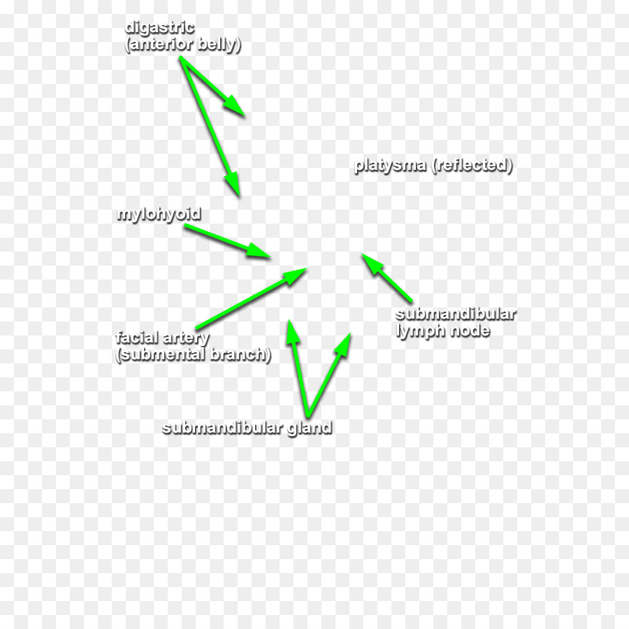 Diagrama Anatômico，Médico PNG