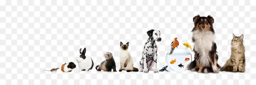 Animais De Estimação，Cachorro PNG