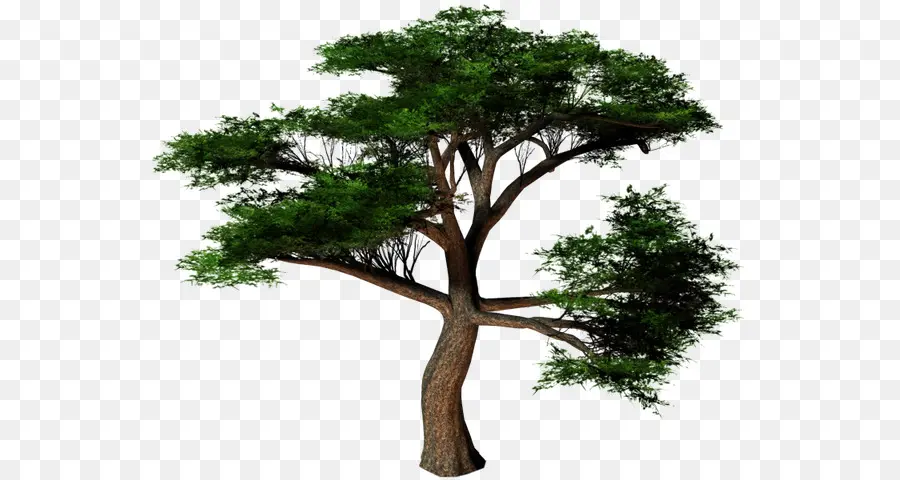 árvore，As árvores De Avião PNG