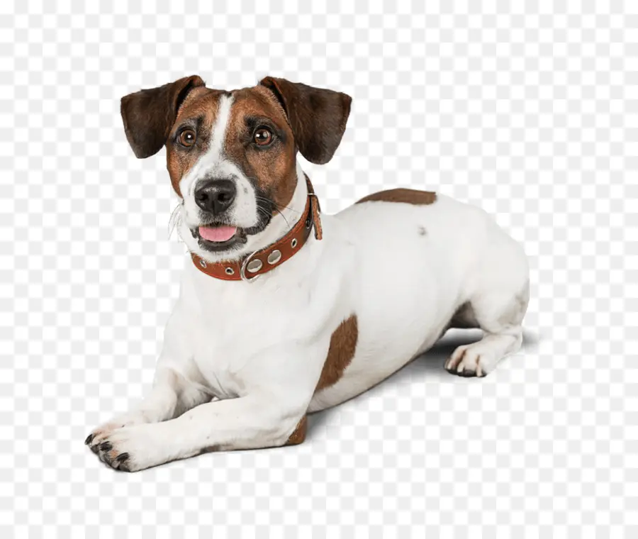 Jack Russell Terrier，Raça Do Cão PNG