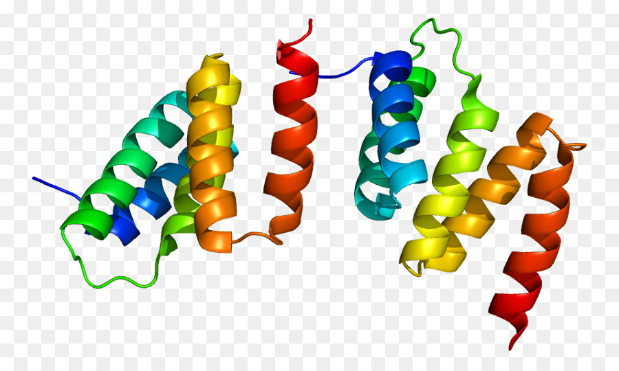 Estrutura Proteica，Biologia PNG