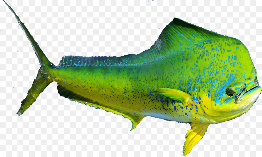 Peixe，Aquático PNG