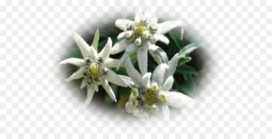 Flores Edelweiss，Alpino PNG