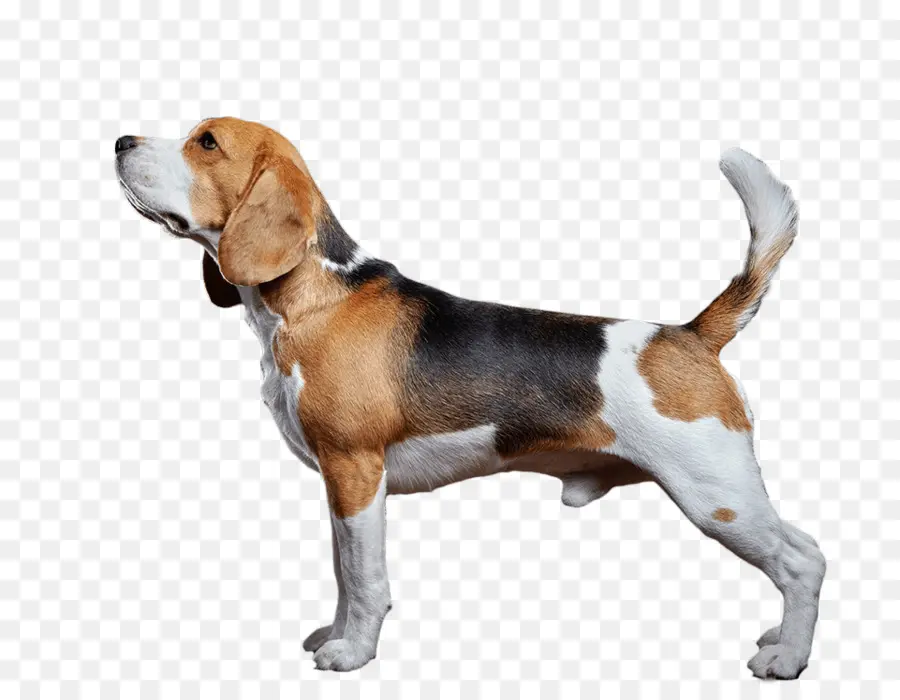 Beagle，American Foxhound PNG