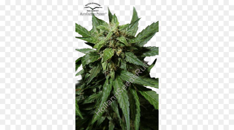 Durban Poison，Autoflorescentes Cannabis PNG