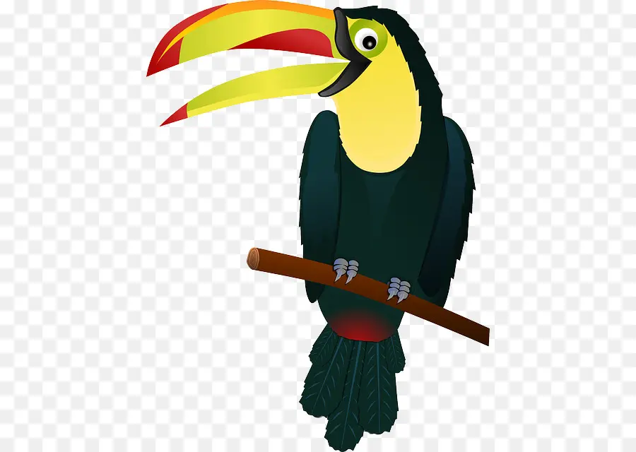 Tucano，Bico PNG