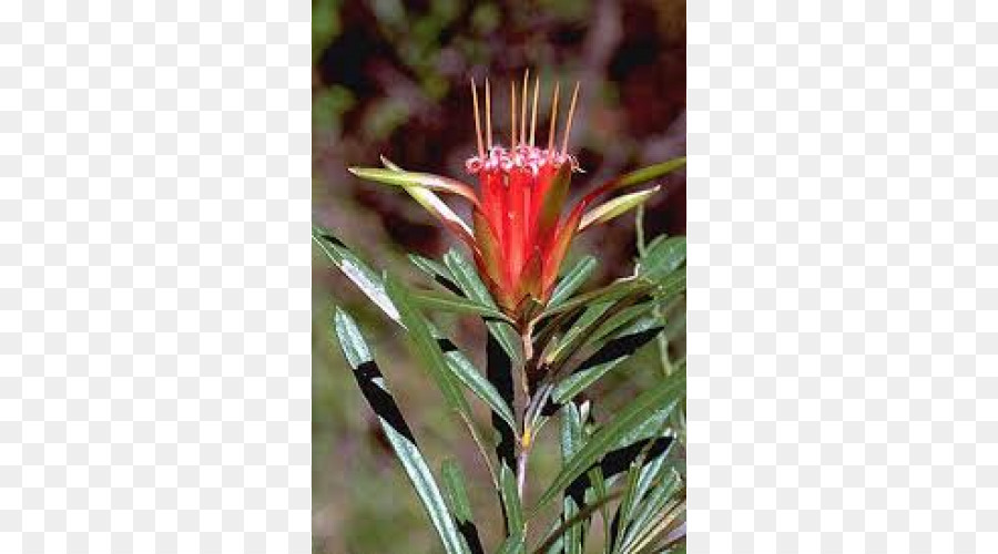 Aranha Flor，Lambertia Formosa PNG