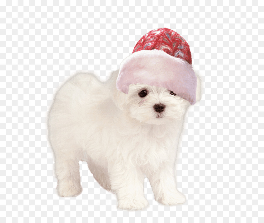 Cachorro Branco Pequeno，Bonitinho PNG